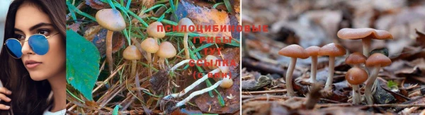 стаф Горно-Алтайск